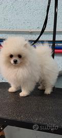 Spitz di pomerania nano