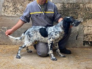 Setter
