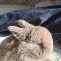 Cuccioli minilop in purezza