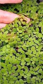 Salvinia Natans