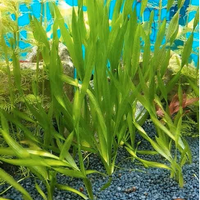 Vallisneria spiralis n.piante 5+2 in omaggio