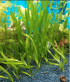 Vallisneria spiralis n.piante 5+2 in omaggio