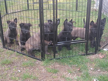 Cuccioli di Pastore Belga malinois charbonne