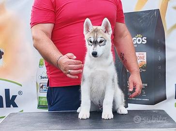 Cuccioli di Siberian Husky