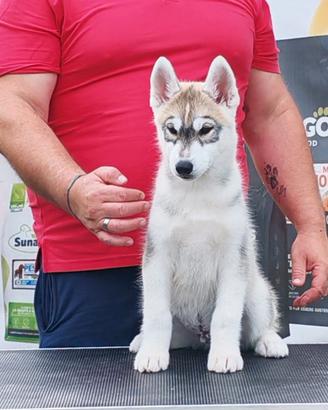 Cuccioli di Siberian Husky