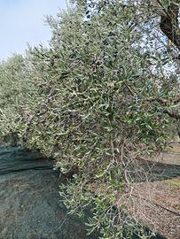 Terreno agricolo con alberi di ulivo Leccino