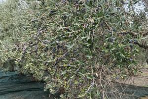 Terreno agricolo con alberi di ulivo Leccino