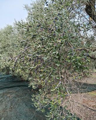 Terreno agricolo con alberi di ulivo Leccino
