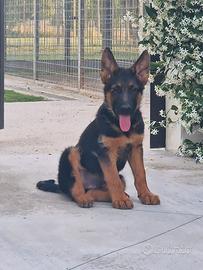 Cucciolo pastore tedesco di 4 mesi