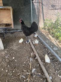 Gallina con i pulcini