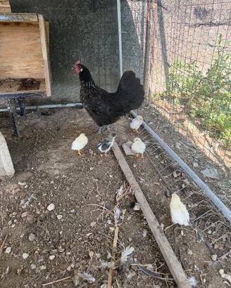 Gallina con i pulcini