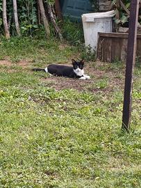 Gattina bianca e nera femmina