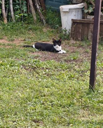 Gattina bianca e nera femmina