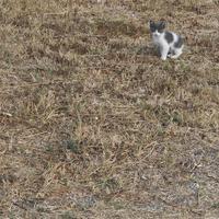 Gattino Bianco e grigio