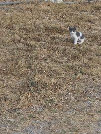 Gattino Bianco e grigio