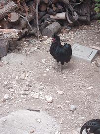 galli padovani