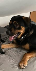 Una nuova casa per grossa taglia BUONISSIMO