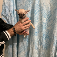 Cgp chihuahua mini Toy con pedigree