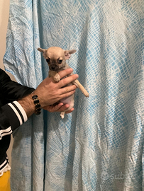 Cgp chihuahua mini Toy con pedigree