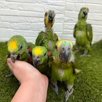 Baby Pappagallo Amazzone a fronte gialla e blu