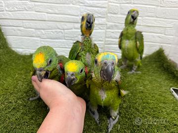 Baby Pappagallo Amazzone a fronte gialla e blu