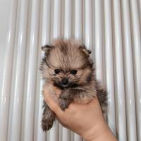 Pomerania PEDIGREE ENCI