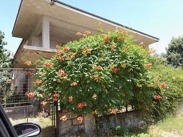 Villetta Bifamiliare con giardino