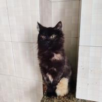 Peppa gattina 7 mesi