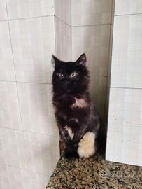 Peppa gattina 7 mesi