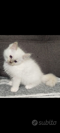 Due cuccioli Ragdoll