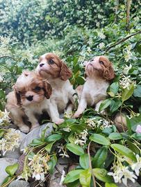 Cuccioli di cavalier king