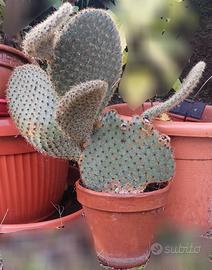 Pianta grassa