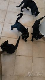 Gattini di 3 mesi