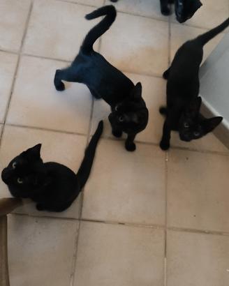 Gattini di 3 mesi