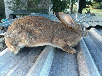 Coniglio