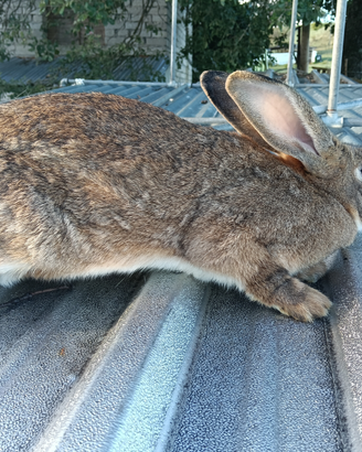 Coniglio