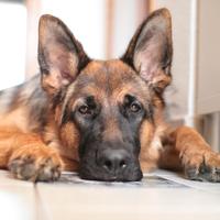 Pastore Tedesco Cucciolone Alta Genealogia