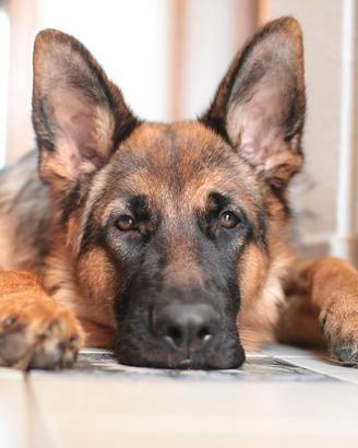 Pastore Tedesco Cucciolone Alta Genealogia