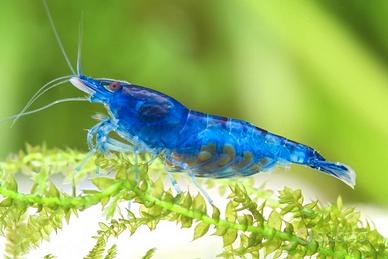 Caridine blu dream