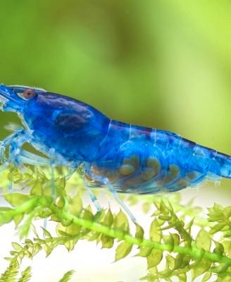 Caridine blu dream