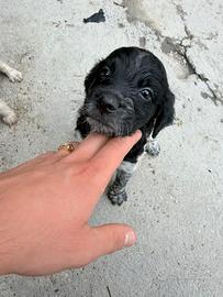 Cuccioli epagneul breton