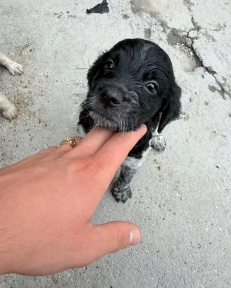 Cuccioli epagneul breton