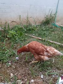 Gallina ovaiola