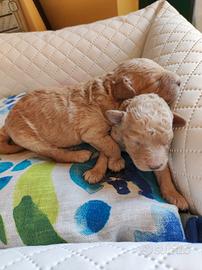 Adorabili Maltipoo Toy e Nani