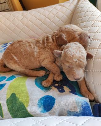 Adorabili Maltipoo Toy e Nani