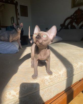 Gatti Sphynx
