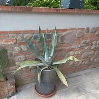 agave con vaso