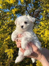 Cuccioli di Maltese