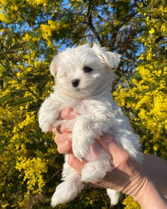 Cuccioli di Maltese