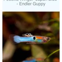 Endler japan blue e rainbow